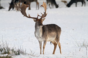 Fallow Deer
