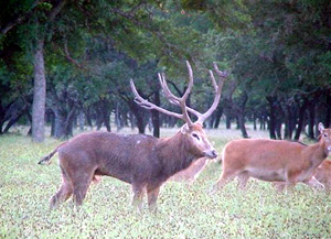 Pere David's Deer