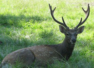 Sika Deer